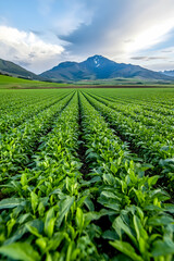 Fototapeta premium Mountain view over vibrant green farmland rows