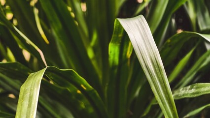 Lush Green Leaves, A Close-Up View of Nature's Beauty and Tranquility
