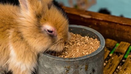 Close-up of a small brown rabbit eating from its metal bowl inside