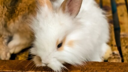 Obraz premium Close-Up of an Adorable White Rabbit Resting Peacefully in a Hutch