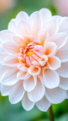 Fototapeta premium Peach dahlia flower closeup, garden background, nature photography, website banner