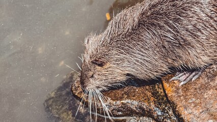 Close-up of a Nutria Resting on a Rock by the Water's Edge on a Sunny Day