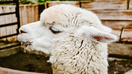 Fototapeta premium Close-up portrait of a white alpaca in a fenced enclosure reveals its soft wool, detailed facial features, and gentle expression
