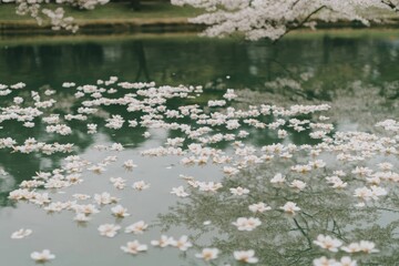 Serene Lake with Blossoming Flowers Reflecting on Calm Water Surface