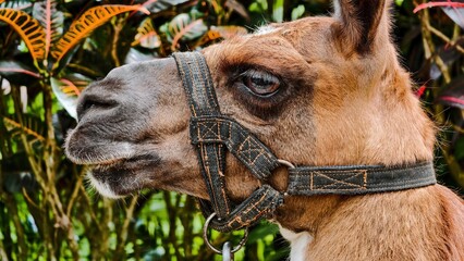 Captivating close-up of a llama, showcasing its beautiful fur and serene demeanor against a lush...