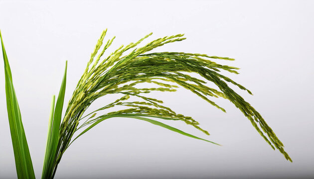 green wheat ears, palm tree, A fresh green rice plant with fully grown panicles, isolated on a white background, ears of rice