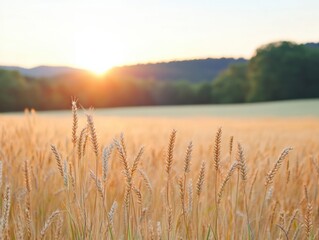 Naklejka premium Serene Golden-Hour Wheat Field Natural Textures for Sustainable Agriculture Content and Eco-Focused Branding in the Agri-Tech Industry
