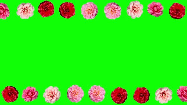 Carnation flowers decorative frame motion graphics with green screen background