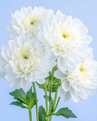 Fototapeta premium White chrysanthemum bouquet, studio shot, pastel blue background, floral arrangement, wedding decor