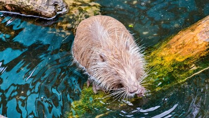 A Nutria in the Water, a Large Rodent Semiaquatic Native to South America Enjoying Swimming