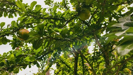 Exotic Calabash Tree in Full Bloom Displaying its Unique Fruits