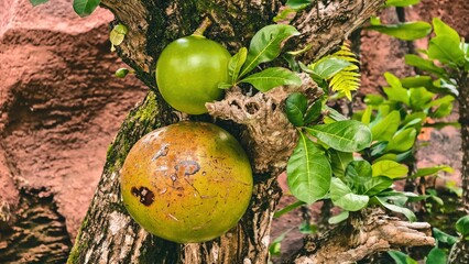 Close-up of Calabash tree fruits growing on a tree trunk in natural environment