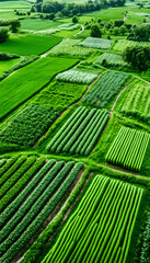 Fototapeta premium Aerial view of farmland, diverse crops, green fields, rural landscape, agriculture