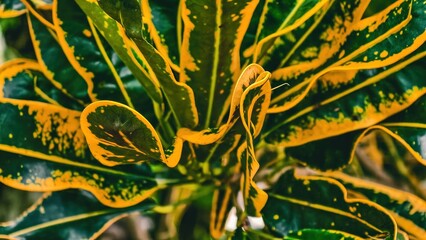 Vibrant croton plant leaves with striking yellow and green patterns © Prime