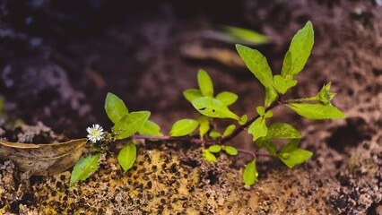 Delicate green plant with tiny white flower growing on rough soil