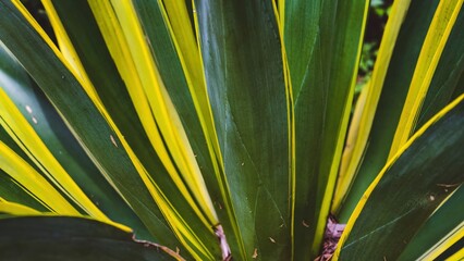 Close-up of vibrant yucca leaves creating a textured natural background