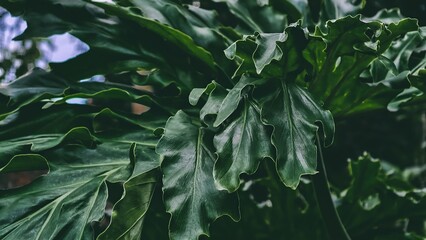 Lush tropical foliage, Close-up of vibrant green monstera leaves