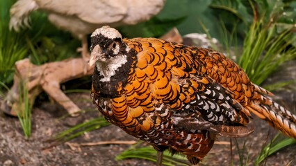 Elegant Reeves Pheasant Portrait showcasing beautiful plumage in natural setting