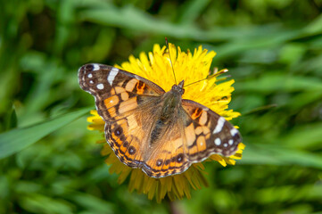 painted lady butterfly on a dandelion