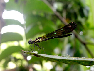 Dragonflies belong to the order Odonata, suborder Zygoptera, and family Calopterygidae.