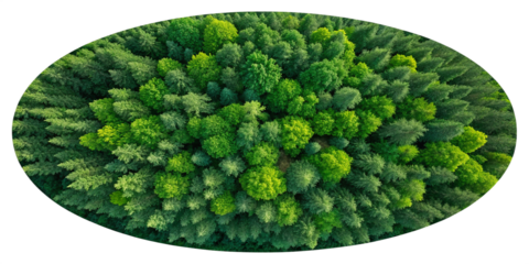 Aerial View of Mangrove Forest Island | Premium Nature Image