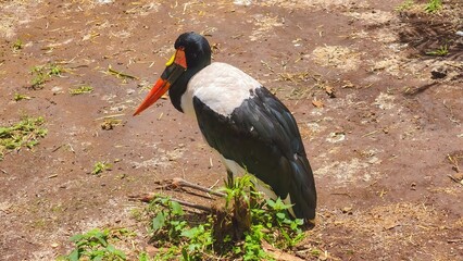 Striking Saddle-Billed Stork Posing Gracefully in a Natural Habitat at the Zoo