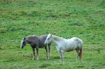 Obraz premium two horses in the meadow