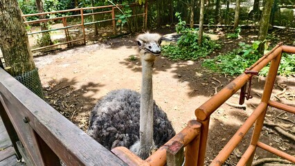 A curious ostrich gazes at the camera from behind a rustic wooden fence, showcasing its long neck...
