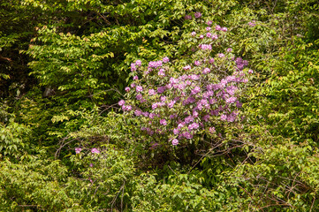 catawba rhododendron