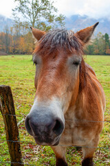 Obraz premium portrait of a horse