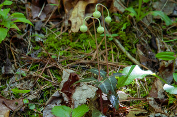 striped wintergreen