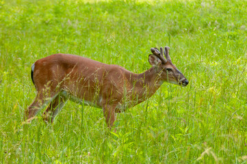 deer in the grass