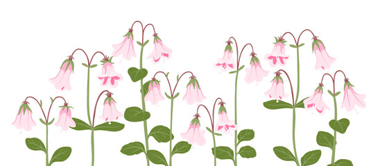 twinflowers, twin flowers, Linnaea borealis , vector drawing wild plants at white background, floral border, hand drawn botanical illustration