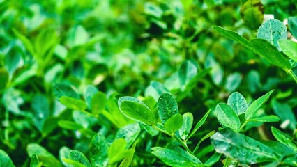 Lush green foliage with water droplets capturing the essence of nature's purity