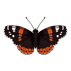 Fototapeta premium vector drawing butterfly , red admiral, Vanessa atalanta, insect isolated at white background, natural element, hand drawn illustration