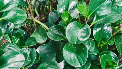 Lush greenery, A close-up of vibrant peperomia obtusifolia leaves