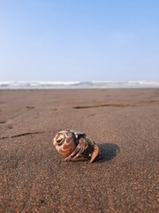 hermit crab on the beach with blue sky background 