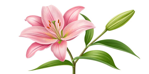 Blossoming Elegance: The Graceful Charm of a Pink Lily
