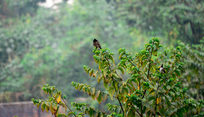 Two Red-vented Bulbul (Pycnonotus cafer) sitting on a tree