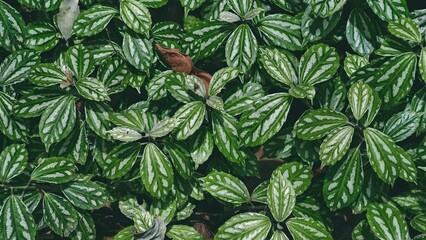 Lush pilea cadierei foliage creating a dense and textured green carpet