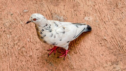 Close-up portrait of a beautiful speckled pigeon standing on rough ground surface