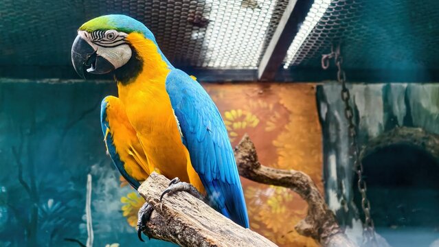 Portrait of a majestic Blue and Yellow Macaw, perched gracefully on a branch