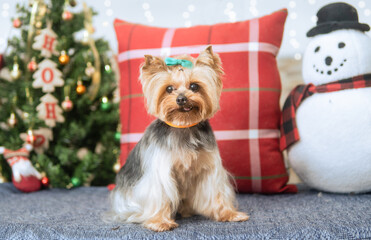 perro navidad sesion