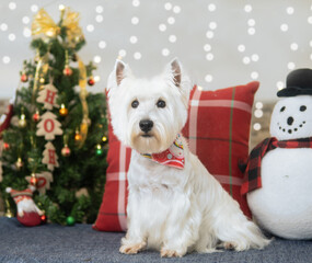 perro navidad sesion