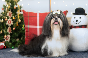 perro navidad sesion