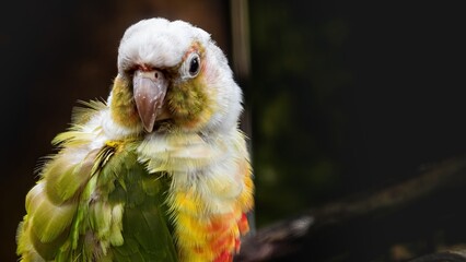 Close-up portrait of a white faced conure showcasing its vibrant plumage and curious expression