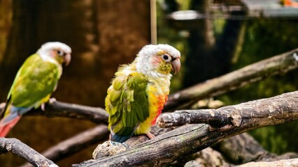 Two charming green cheek conure parrots perched on a tree branch