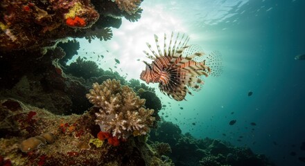 coral reef in the sea