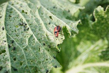 Close-up of cabbage leaf perforated by cruciferous flea beetle and red beetles