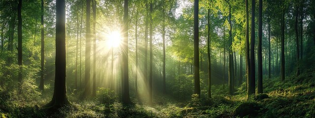 Fototapeta premium Panoramic view of lush forest with sunlight streaming through tall trees, serene natural environment for wellness retreats and ecotourism advertising campaigns.